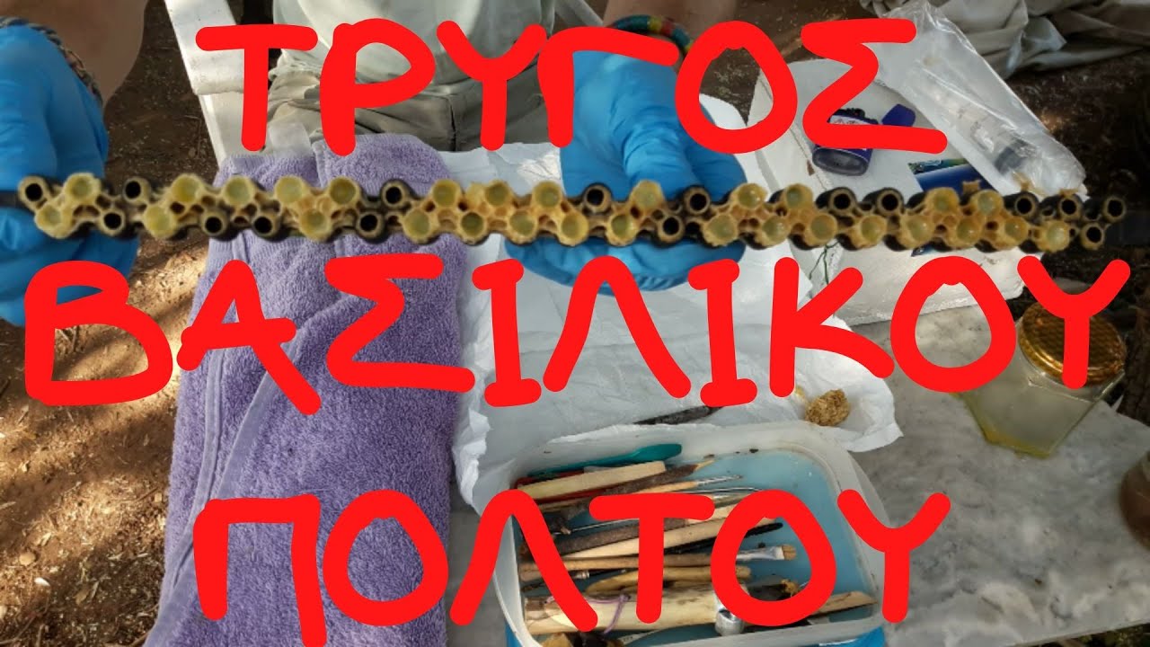 Τρύγος Βασιλικού Πολτού (Royal Jelly Harvest) ⎔⎔⎔