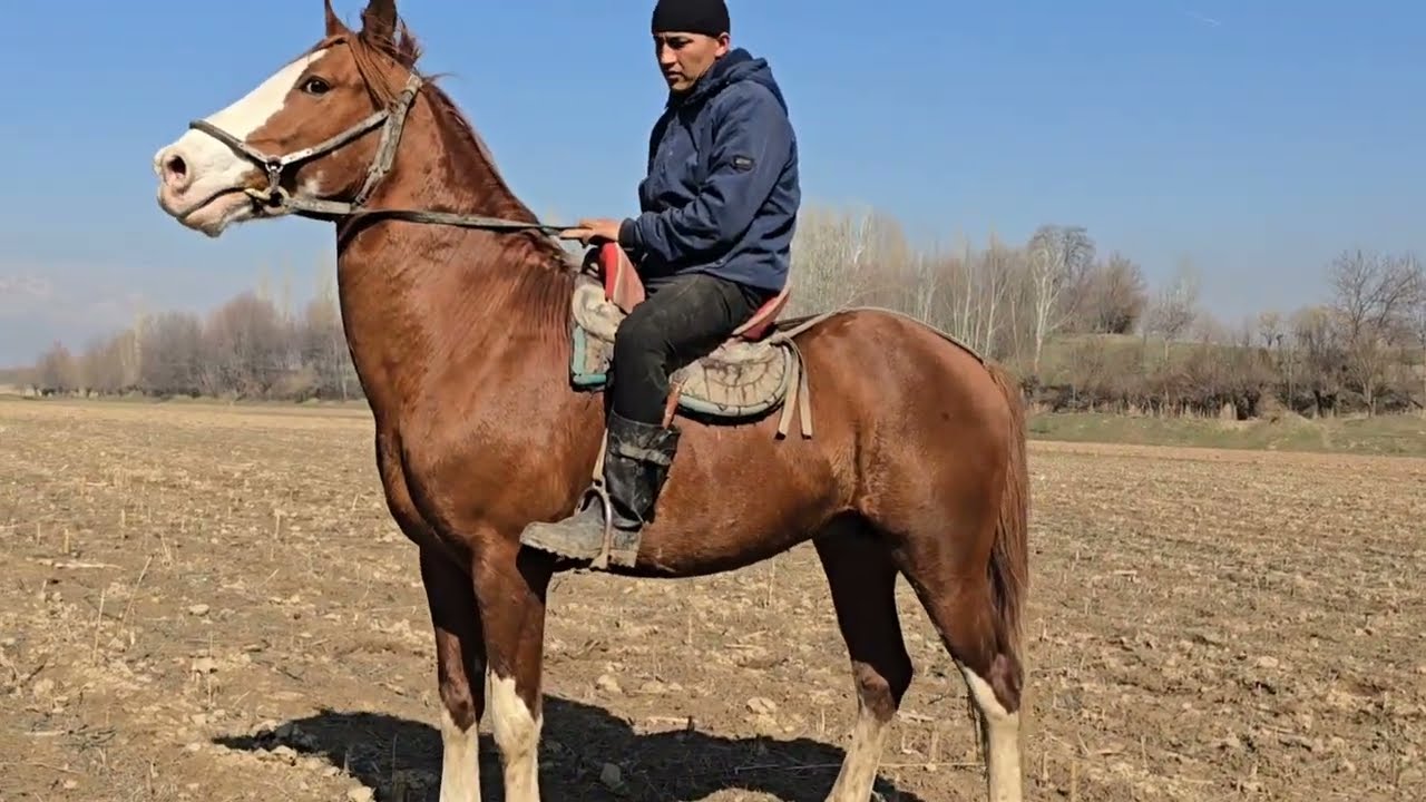 Дыйкандын Аты чыкты +996 777 199 420 Улагы тамай #кыргызстан #узбекистан #Актулпар