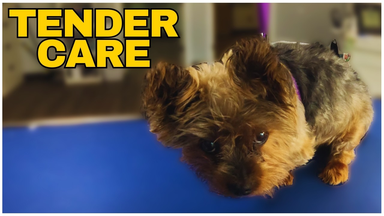 Old Yorkie Can’t Lift His Head—So We Groomed Him the Gentle Way