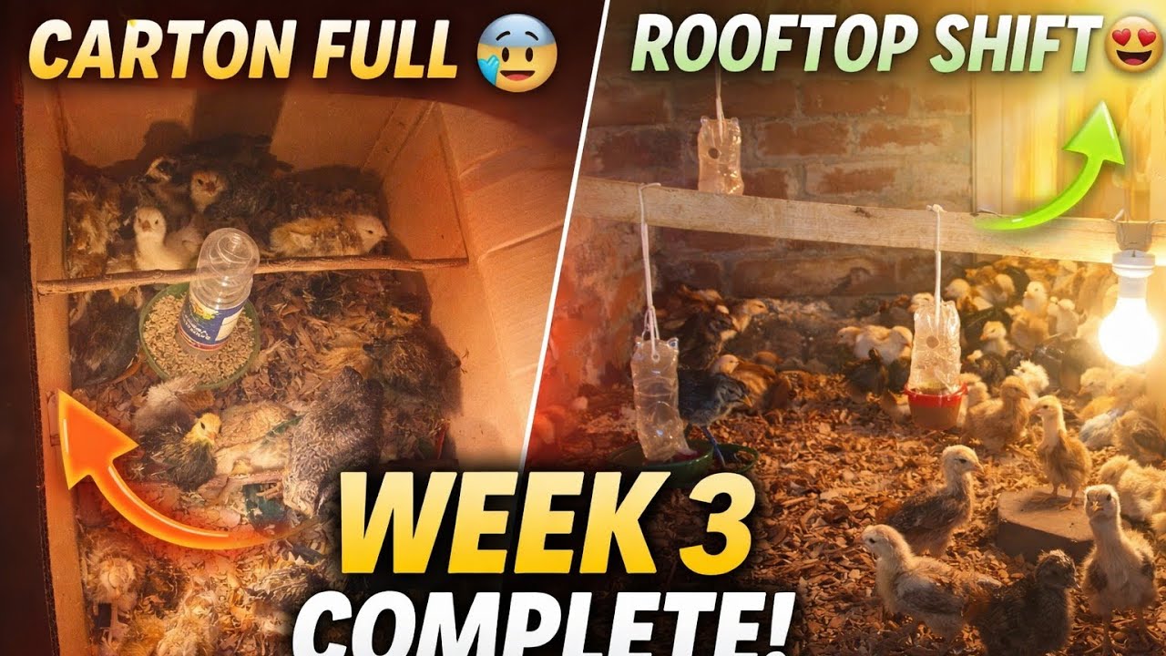 Week 3 Complete | Rooftop Setup & Fast Growth | Milhan Inside The Egg #milhaninsidetheegg #farming 