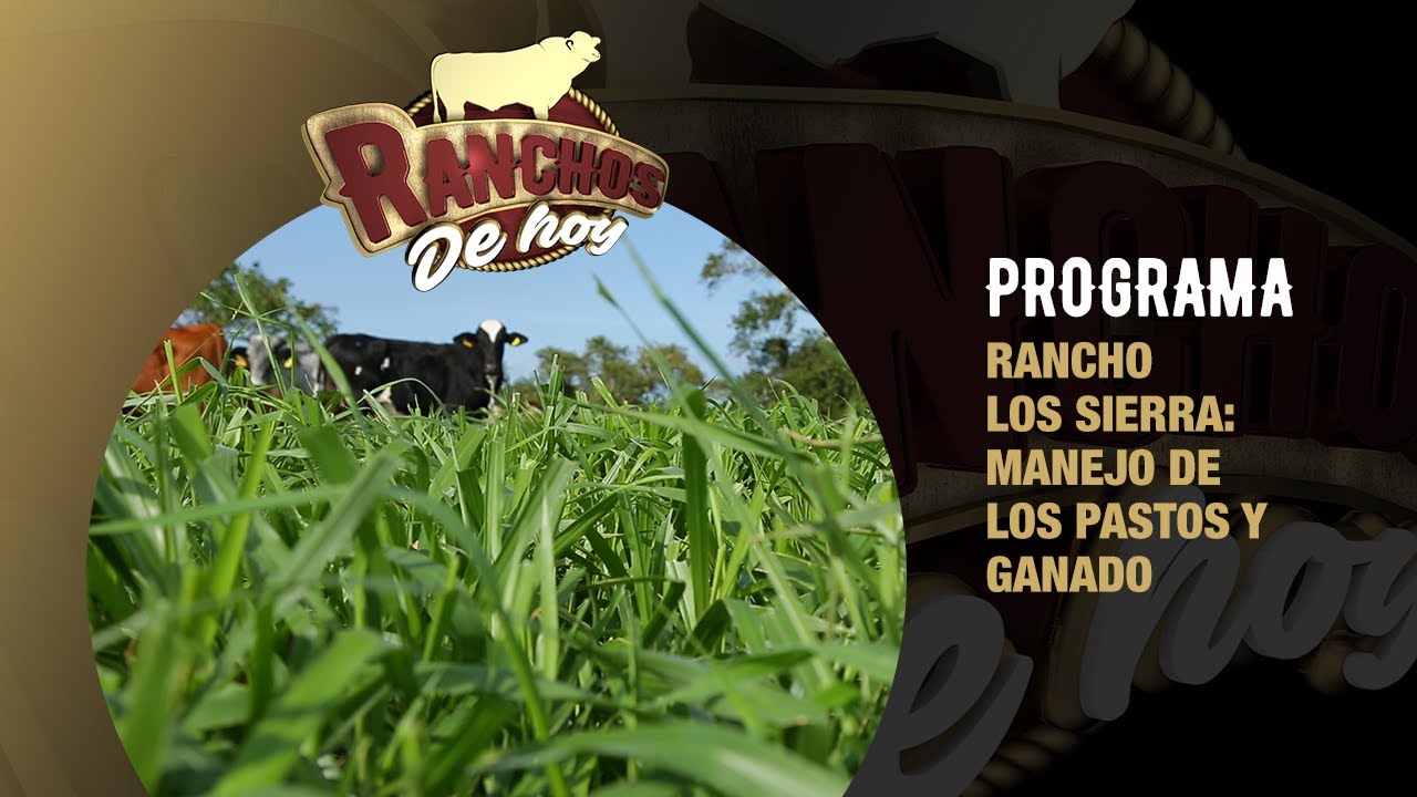 599. Gyrolando: manejo de pastos | Rancho Los Sierra | Ozuluama, Veracruz