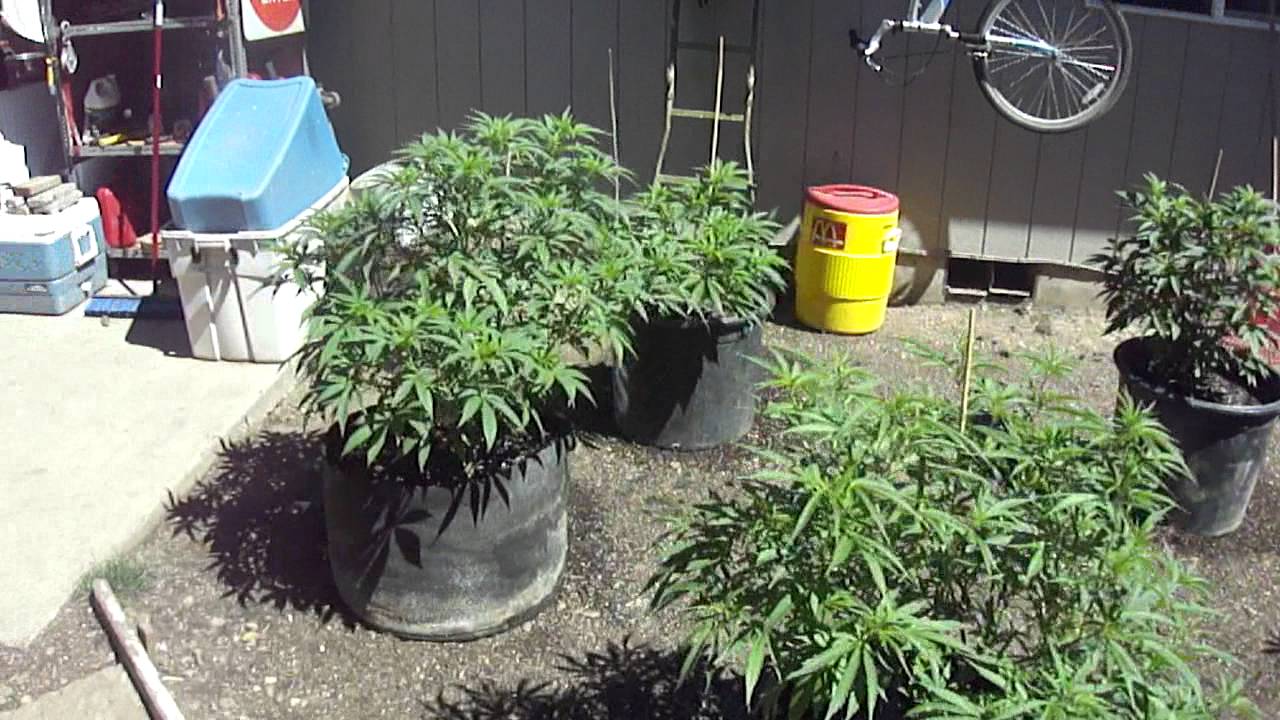 growing like a weed
