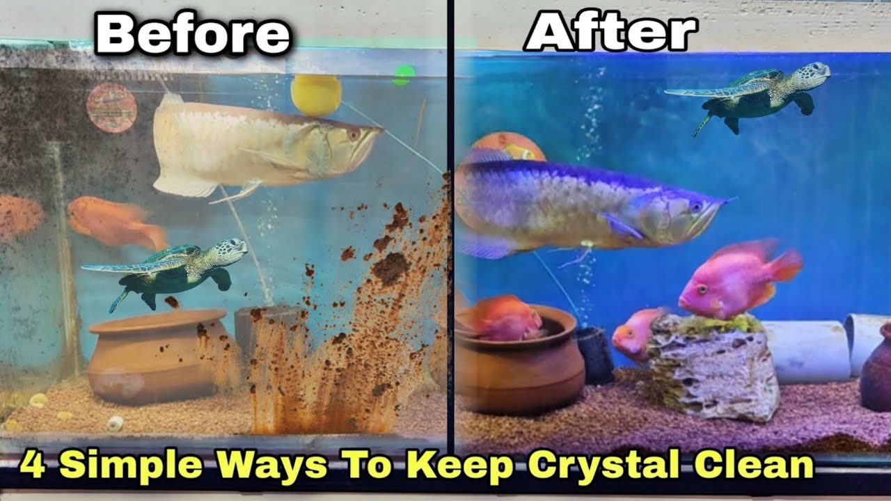 How to keep Crystal Clear water - 4 Tips To keep Clean Water साफ पानी रखने के सरल उपाय