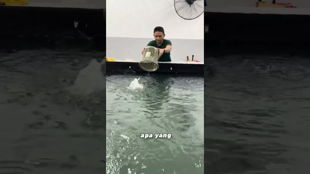 Kolam pancing udang galah enl 