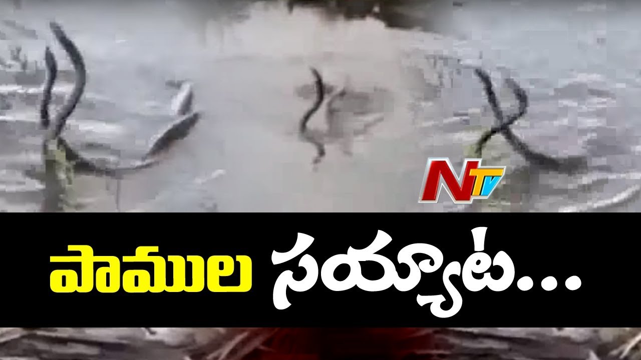 Krishna District Farmers Facing Problems with Snake Menace | Snakebite Fear in Farmers | NTV