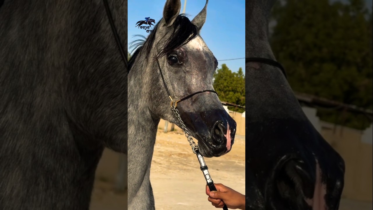 Arabian Baby Stallion &ndash; Future King in Training 🐎 | حصان #arabianstallion