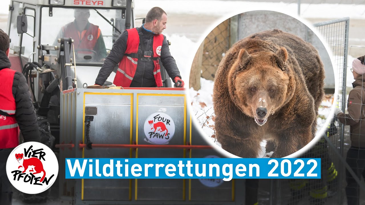 Unsere Wildtierrettungen 2022 | VIER PFOTEN