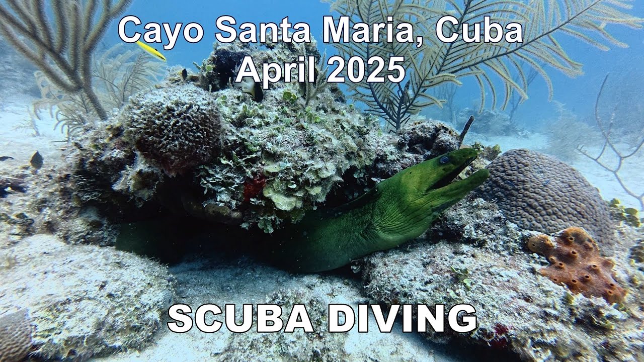 Diving in Cayo Santa Maria, Cuba April 2025
