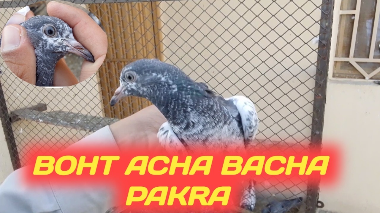 BOHT ACHA BACHA PAKRA 