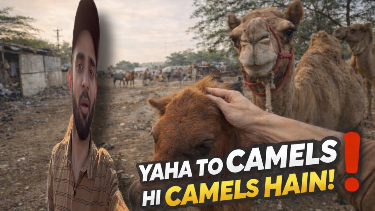 Pure Area Me Sirf Oont 😳🐪 | Camel Market Reality | Viral Vlog