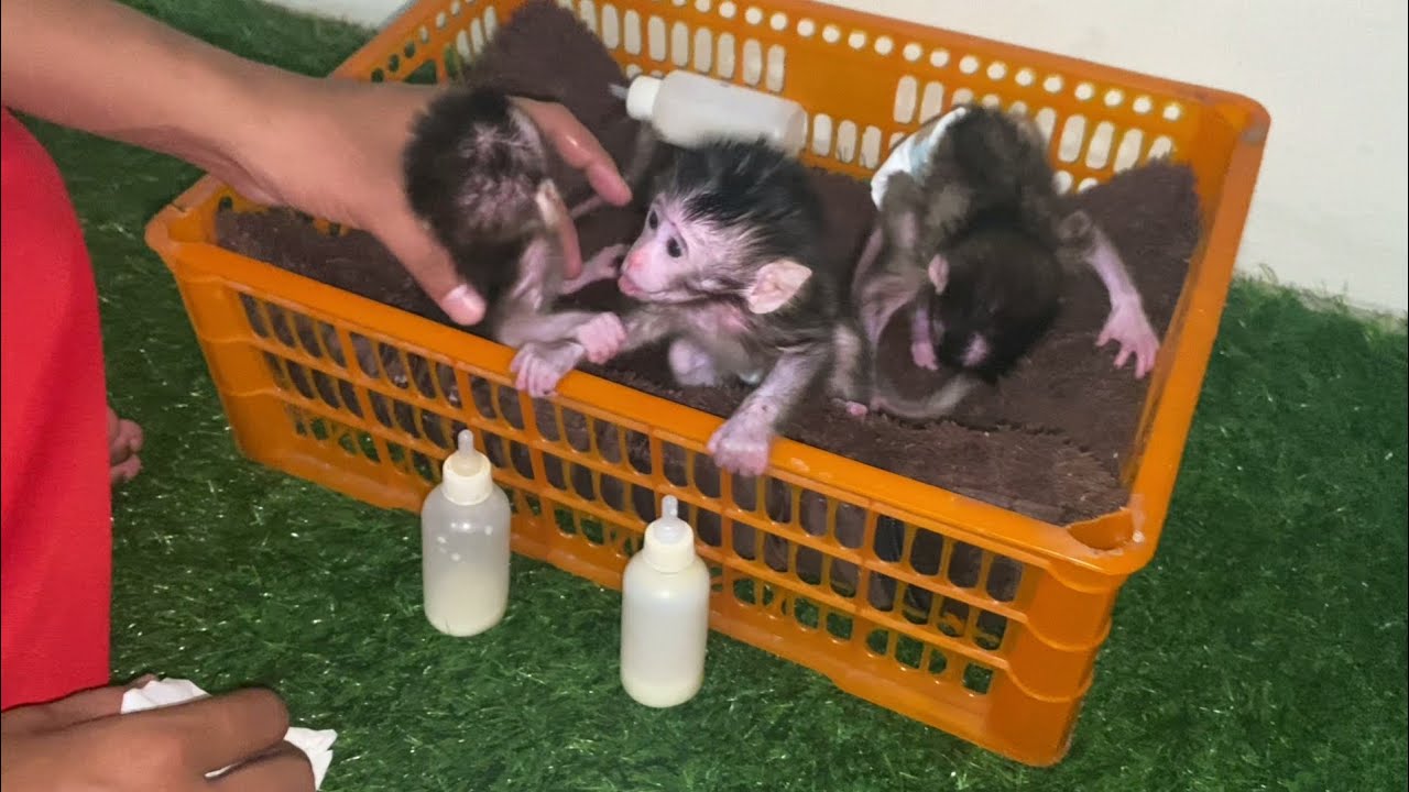 Abandoned baby monkeys, free adoption for those who can care for them