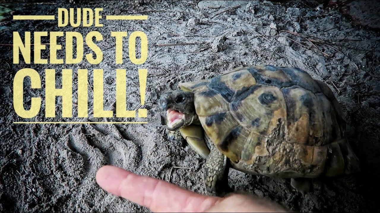 Why is my TORTOISE SO AGGRESSIVE?