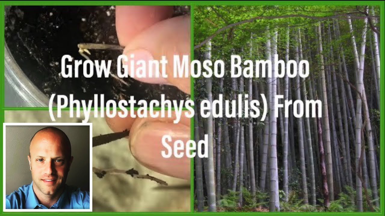 How to Sprout Lots of Moso Bamboo From Seeds! (Phyllostachys edulis)
