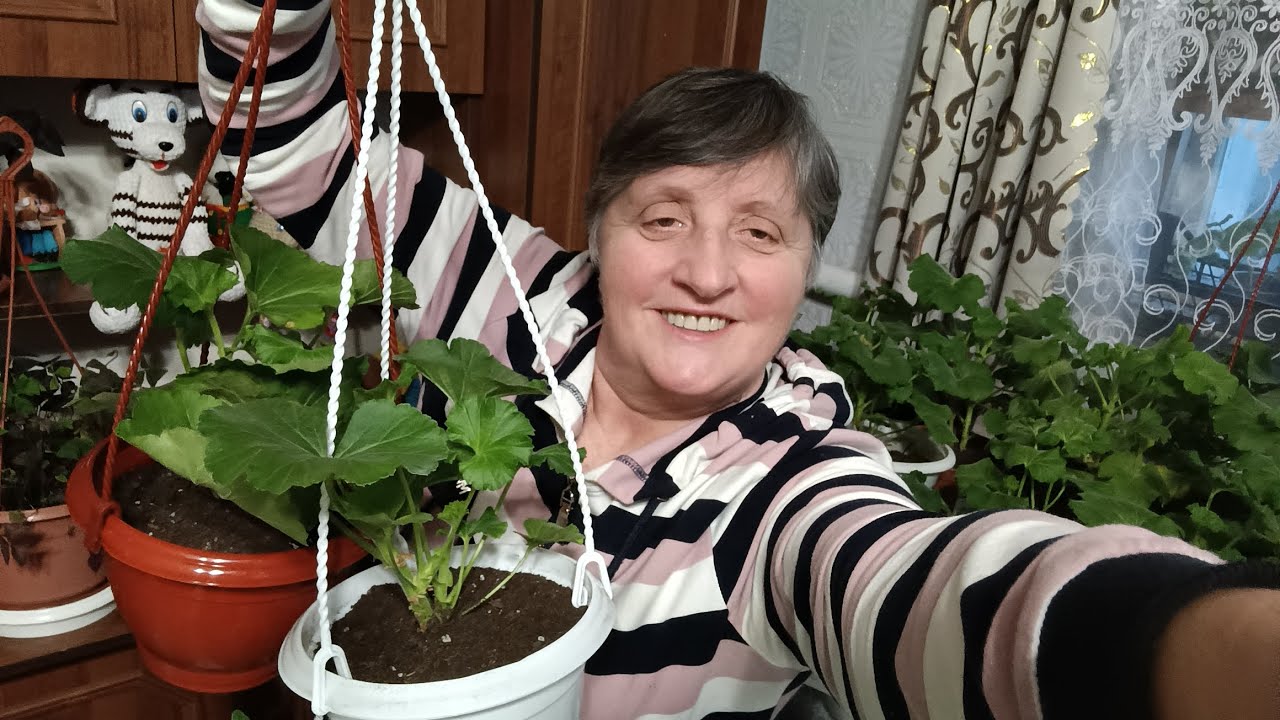 Обрізаємо пеларгонії(калачики) в лютому(зимою). Укоріняємо черенки.