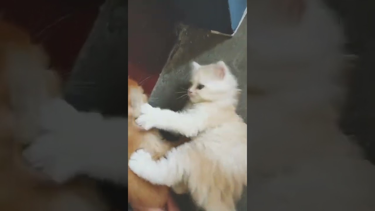 Lagunek gure kanalera harpidetu behar dute azken bideoak jasotzeko