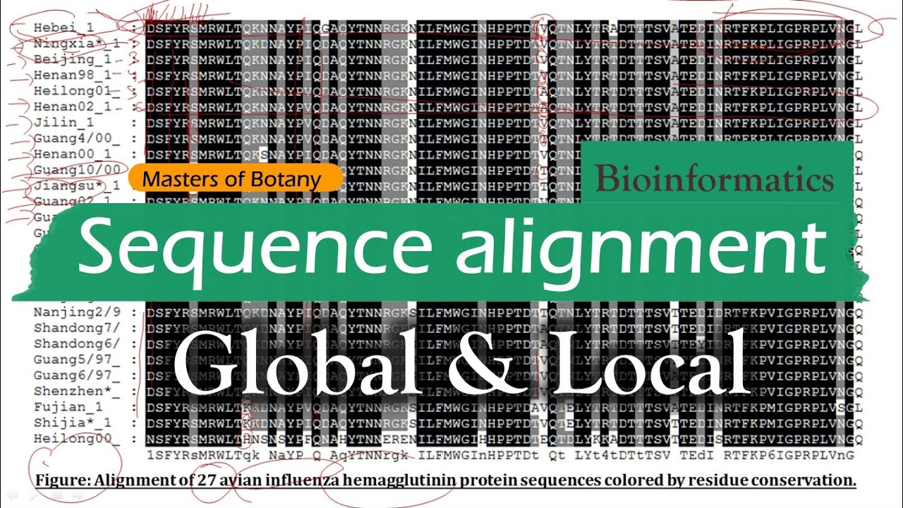 Bioinformatics: Sequence alignment: Global and Local alignment