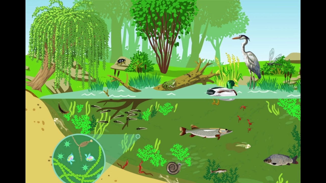 Ecologie Générale ( Partie Introduction ) بالدارجة