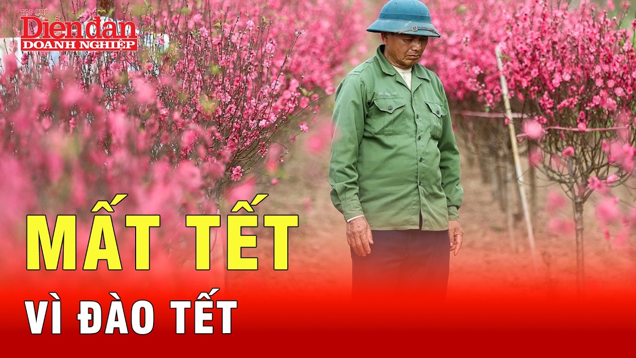 Những khuôn mặt không thể buồn hơn của người bán đào tết | Tin tức 24h