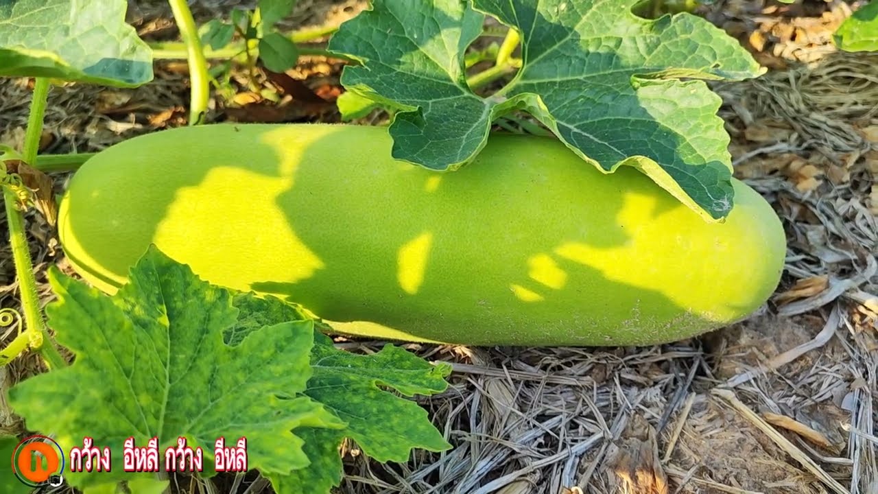 ปลูกฟักแฟงอย่างไรให้ได้ลูกใหญ่ ยาว ผิวสวย ราคาดี@KwangE-Lee