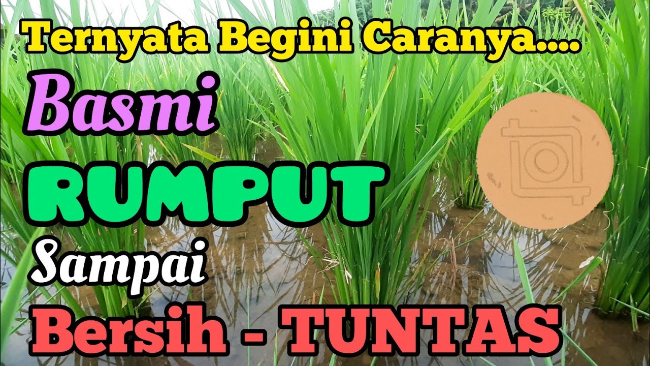 Cara Basmi Rumput Pada Tanaman Padi. Ampuh Basmi Gulma di Pesawahan