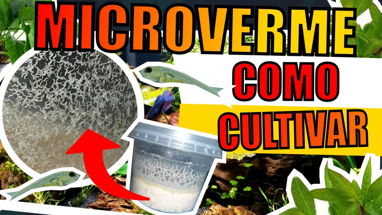 🔴COMO CULTIVAR MICROVERMES ( PARA PEIXES DE AQUÁRIO )|Mr. Betta|
