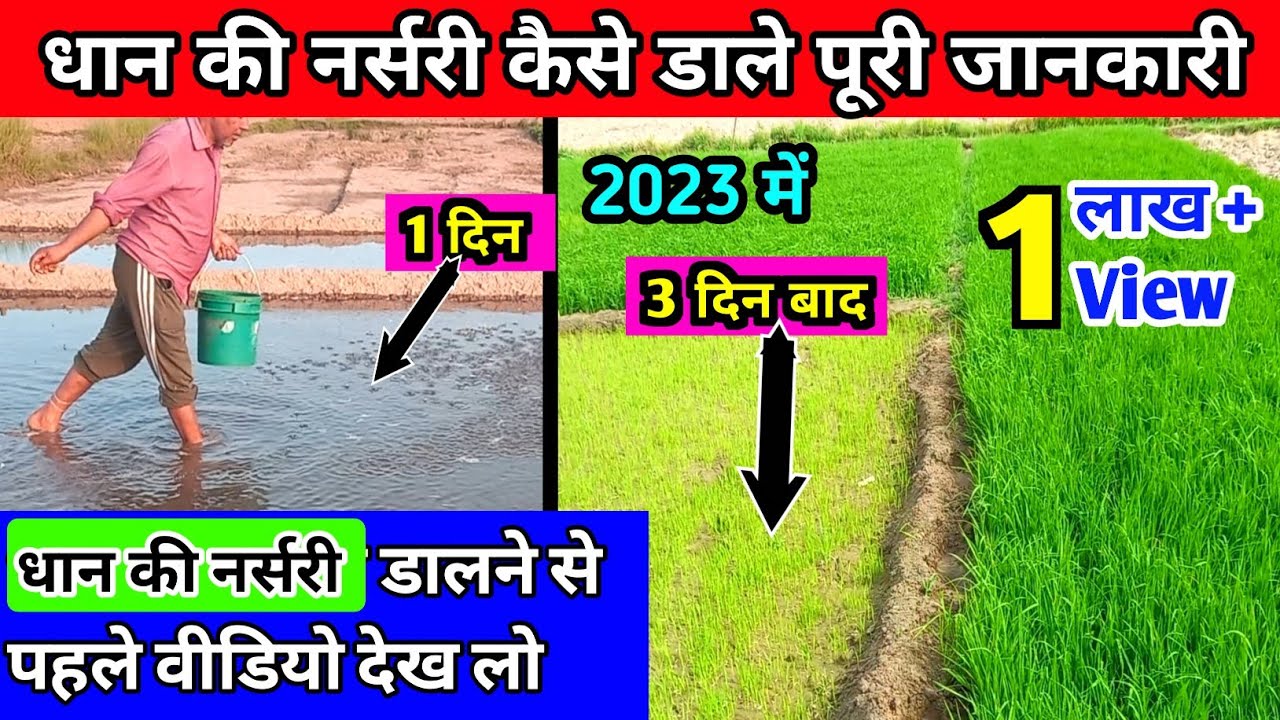 धान की नर्सरी कैसे डाले 2023 में | dhan ki narsari kaise taiyar kre | dhan ki kheti #1692dhan #1847