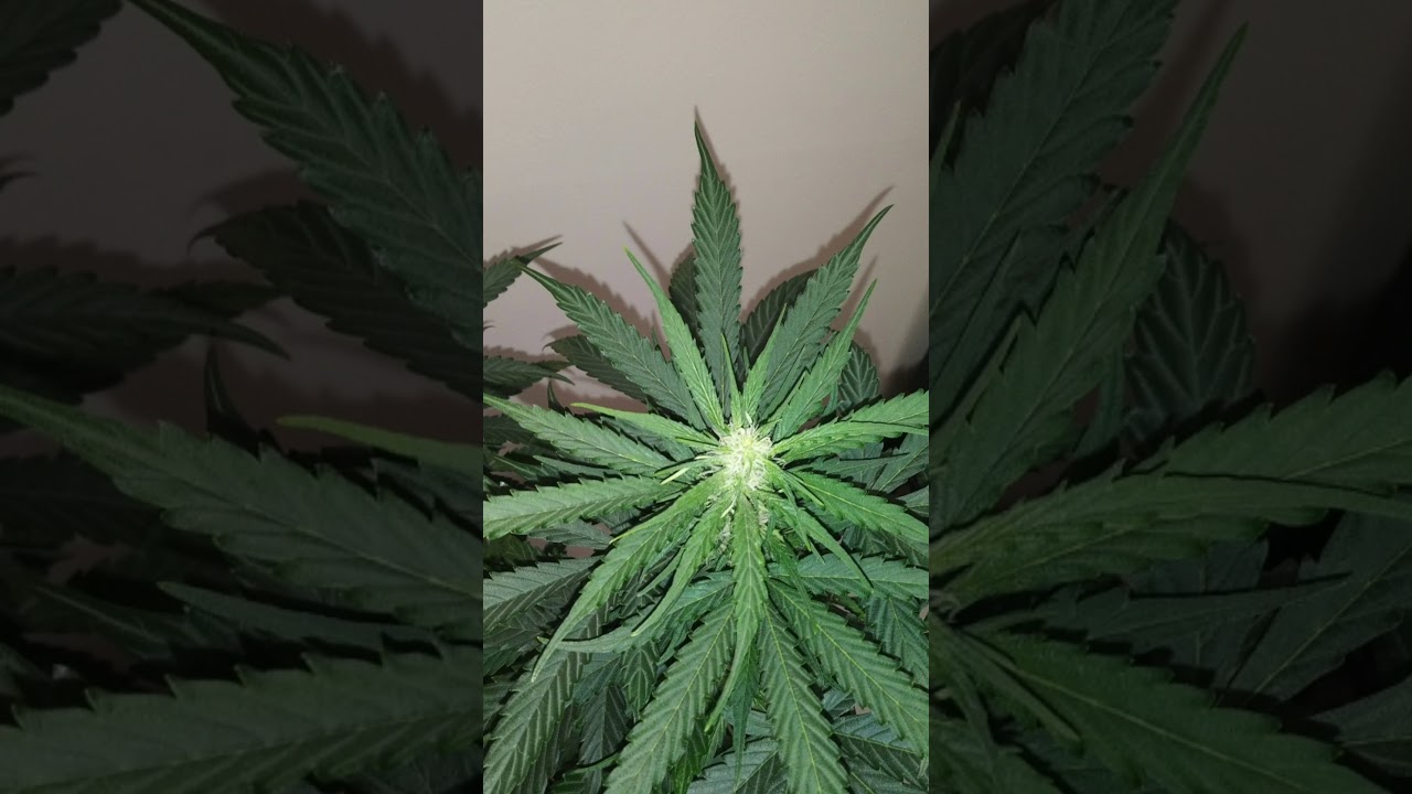 21 & Over Only. Good look at Sweet Tooth Auto