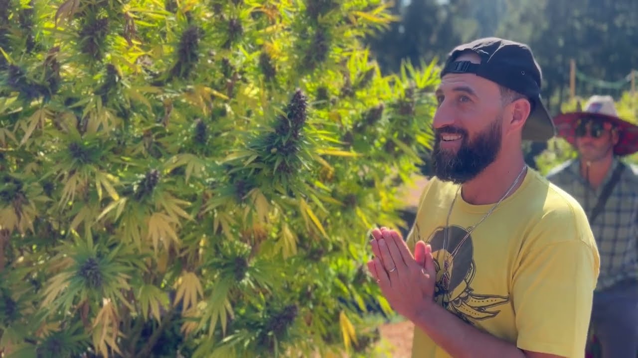 Cannabis Trichome Field Assessment - Washer Viability / Nikka T / Ganjier