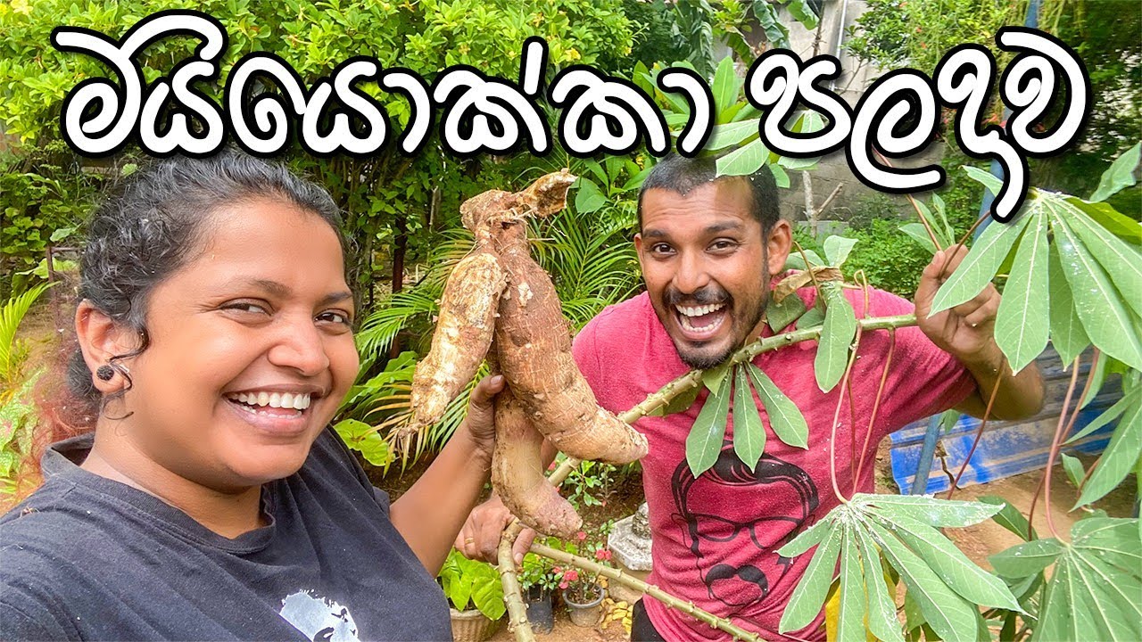 අපිම වවලා අපිම නෙලපු අලේ |Manioc | ආතල් Kitchen