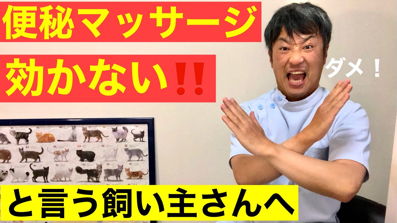 【犬猫専門整体】第二弾‼️便秘マッサージ全然効かなかったよと言う方はこのマッサージをどうぞ😊