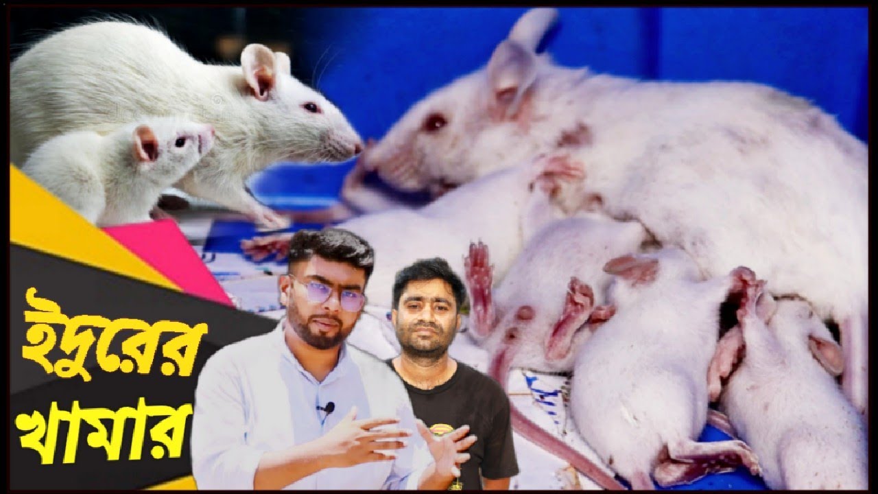 সুইজারল্যান্ডের অ্যালবিনো ইদুর চাষ এখন বাংলাদেশে | ইদুরের খামারের গোপন তথ্য | Rat Breeding Farm Idur