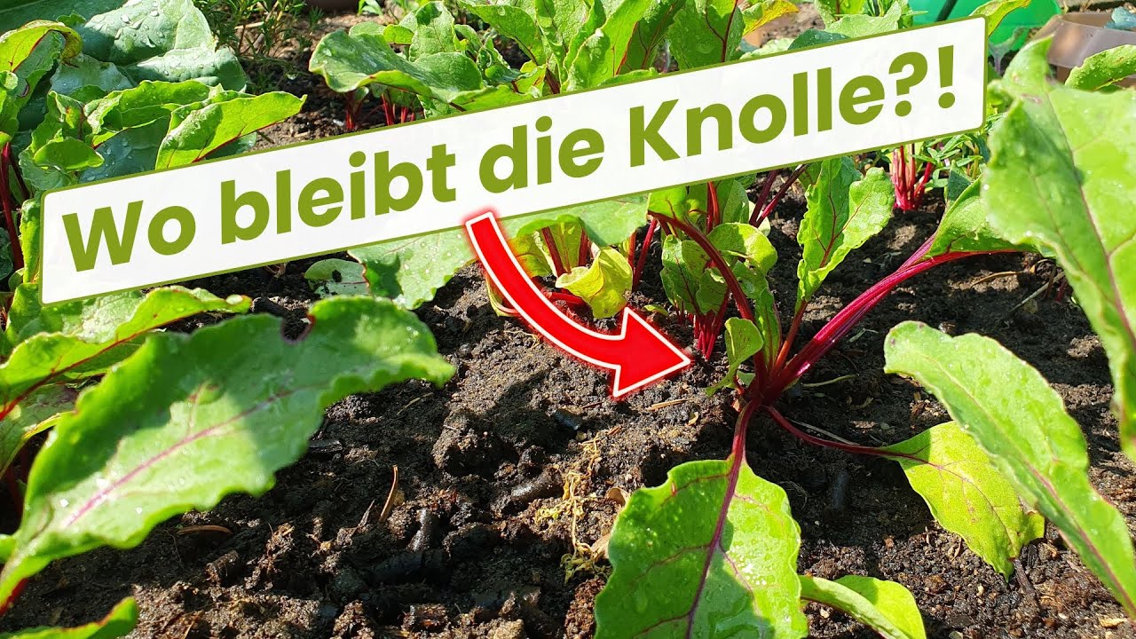 4 Gründe: Wenn rote Bete keine Knollen bildet