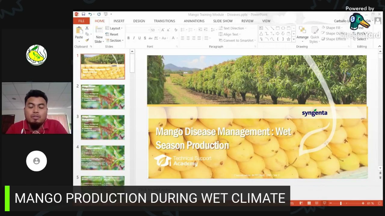 MANGO PRODUCTION DURING WET CLIMATE - GABAY SA PAG MAMANGA EP11