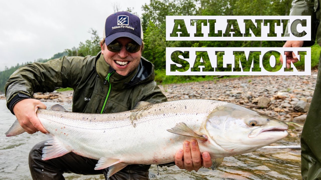 Atlantic Salmon Fly Fishing - Restigouche River, New Brunswick