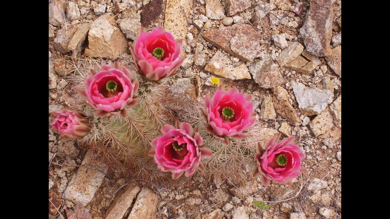Hedgehog Heaven - the diverse Echinocereus of Orogrande NM