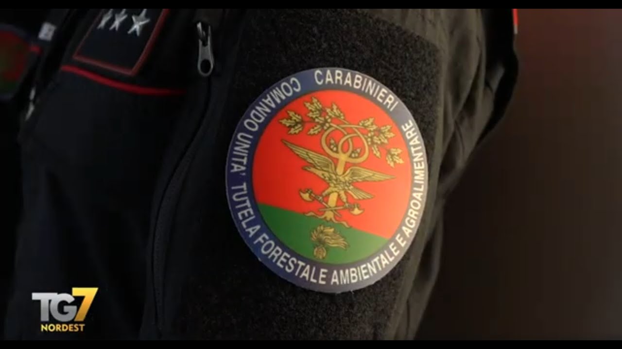 Il bilancio dei Carabinieri Forestale Veneto