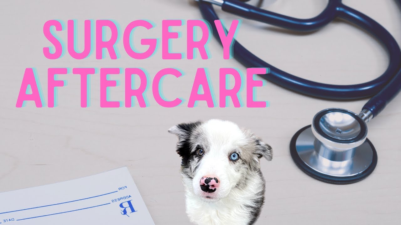 How To Care For Your Dog After NEUTERING/SPAYING!