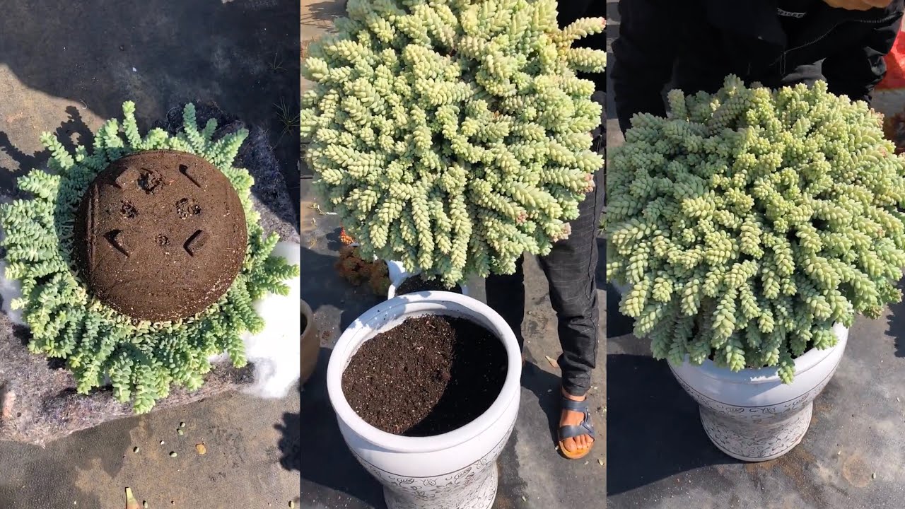 How to Repot Big Succulents | Thay chậu sen đá khổng lồ | 多肉植物| 다육이들 | Suculentas