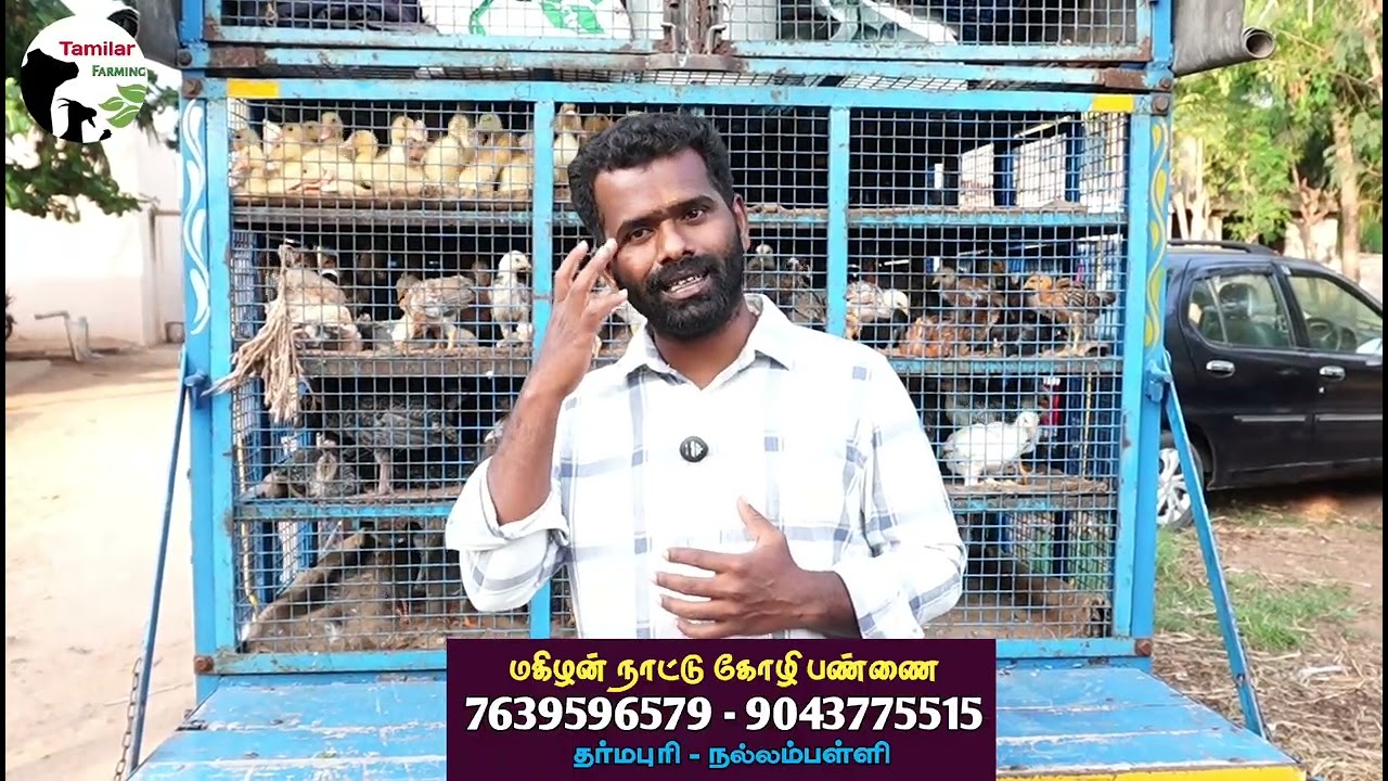 அனைத்து கோழிக்குஞ்சுகளும் ஒரே இடத்தில்/ தமிழ்நாடு முழுவதும் டெலிவரி வசதி 
