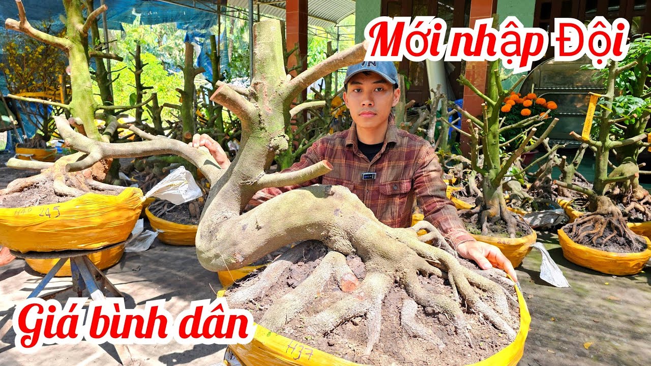 An 📲 0339939629 mới nhập đội phôi mai vàng đế đẹp giá rẻ 22/2 Chợ Gạo (@MaivàngQuêdừa)