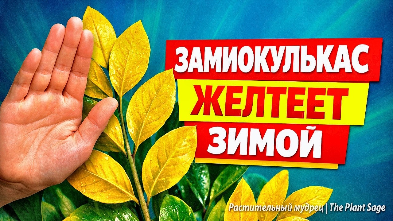 ЗАМИОКУЛЬКАС ЖЕЛТЕЕТ ЗИМОЙ — НЕ ДЕЛАЙ ЭТО, ЕСЛИ НЕ ХОЧЕШЬ ЕГО ПОГУБИТЬ