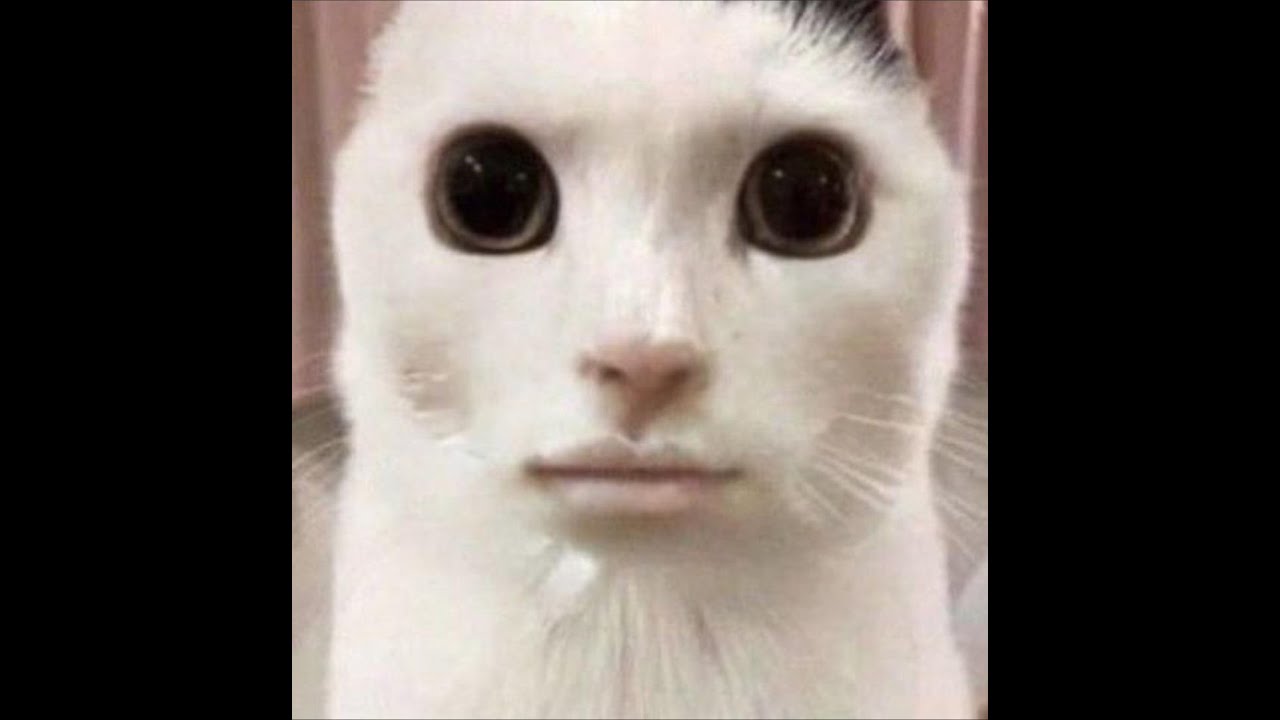 RM VS PD 99 Call | Hui Hui RP | VLT Roleplay |