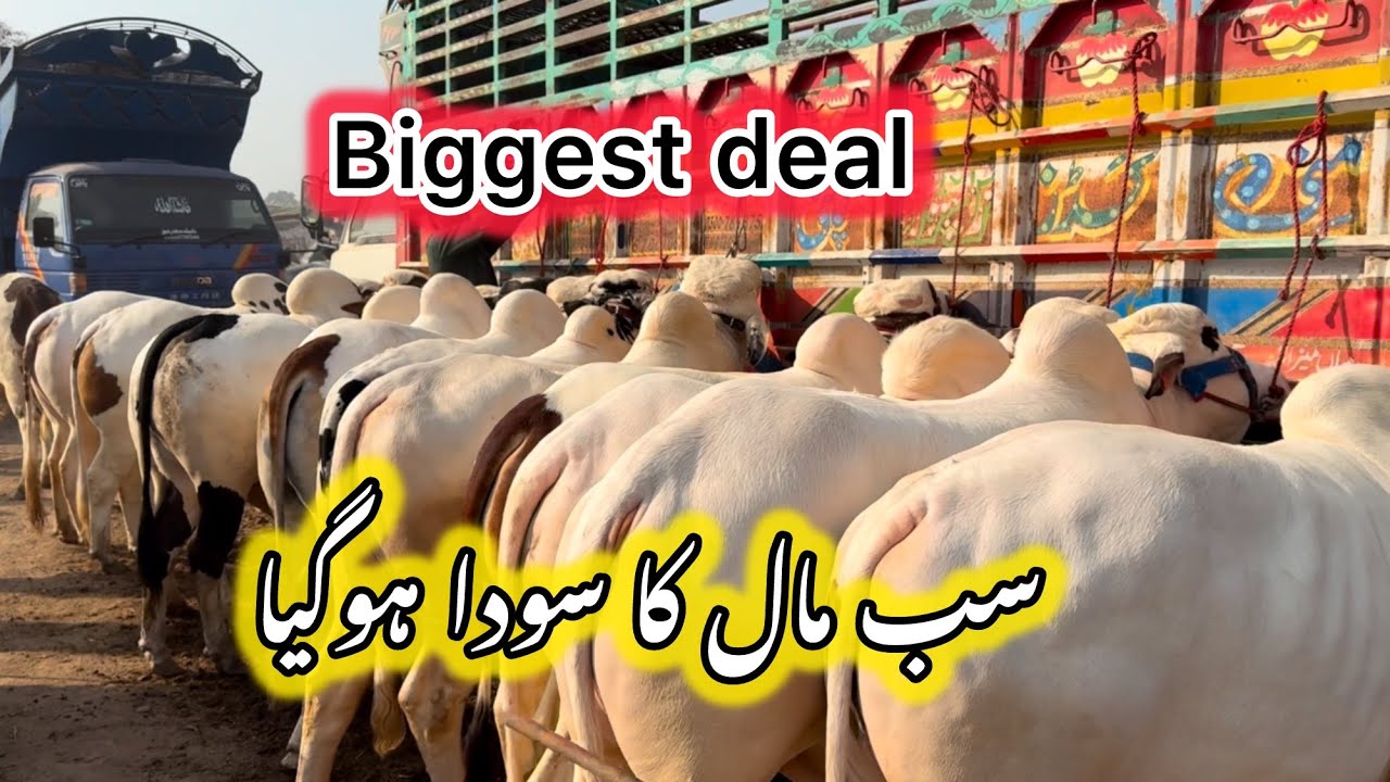 SHEIKH WHAN MANDI UPDATE🚨 BIGGEST SOUDA IN MANDI 11 MAL SOLD OUT😱🫵🏻😱KPK