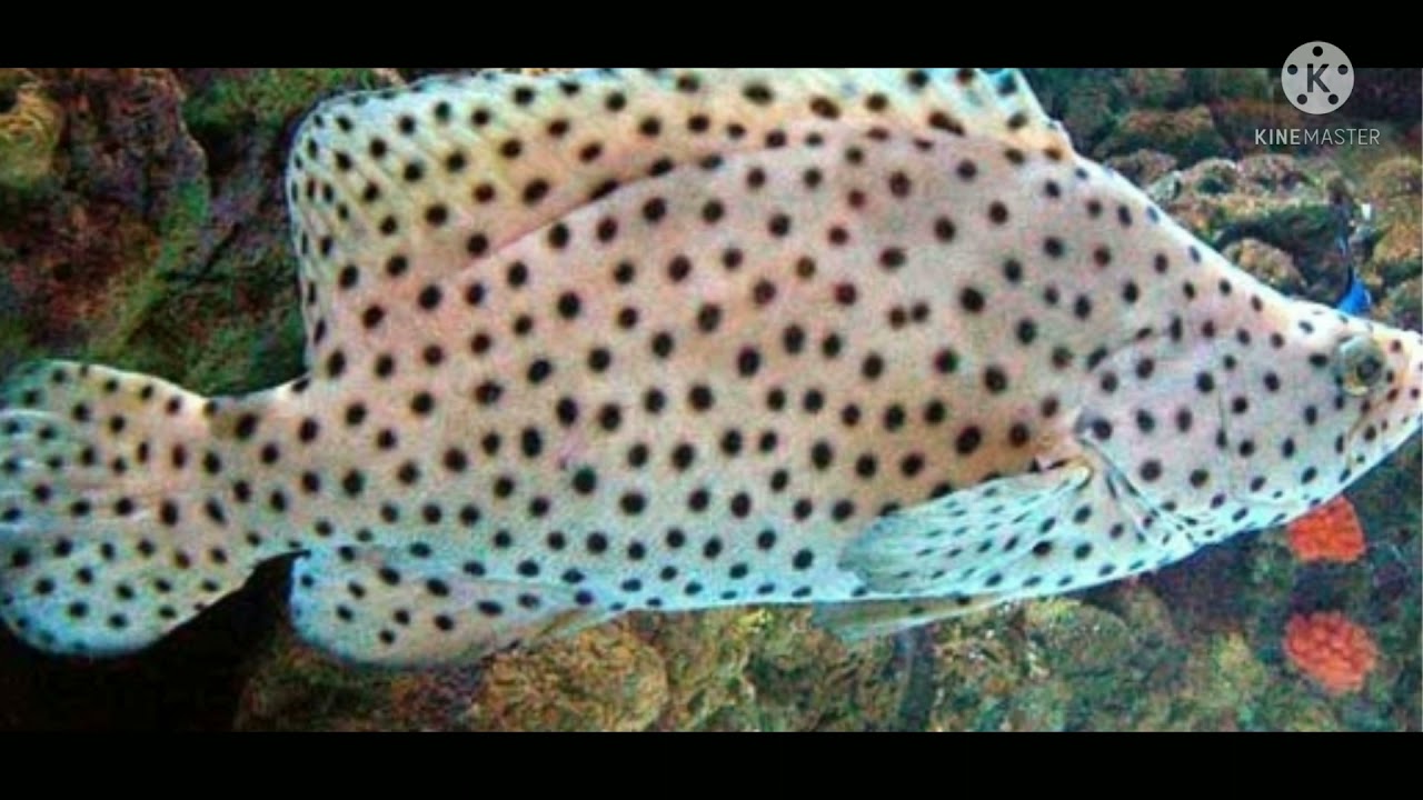 Ikan kerapu macan