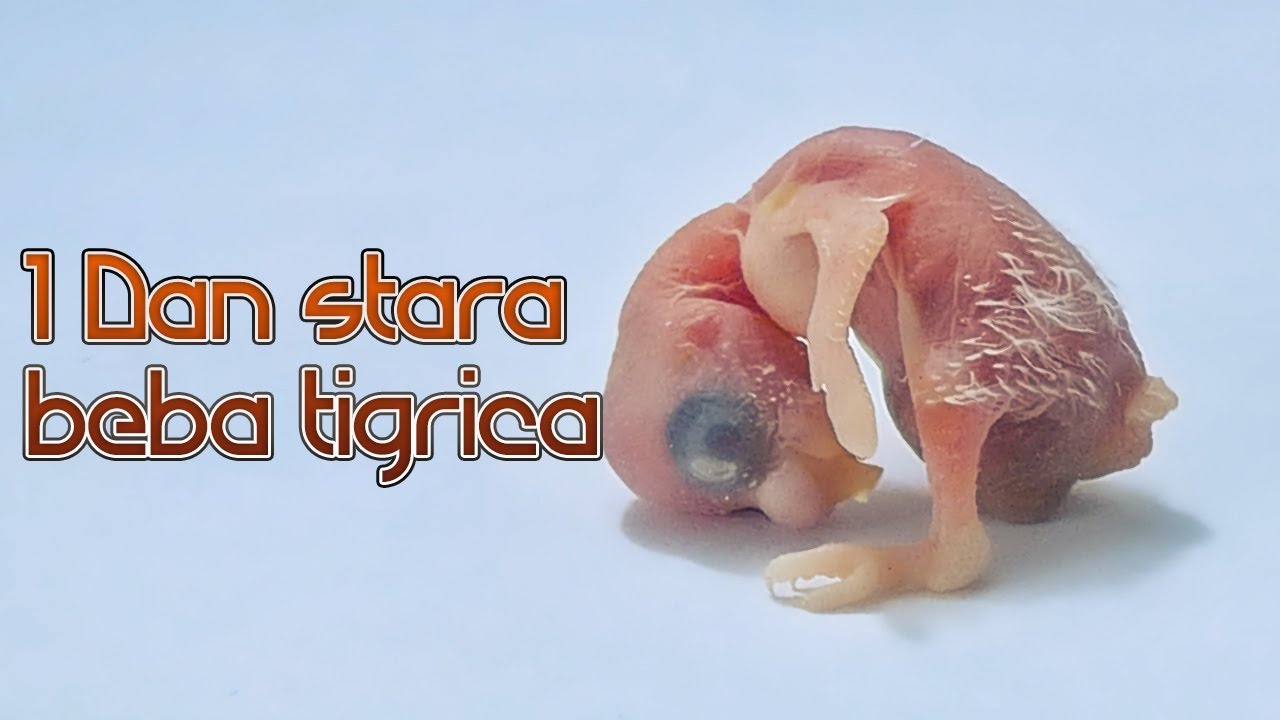 Kako izgleda svakodnevnica sa  TIGRICAMA?