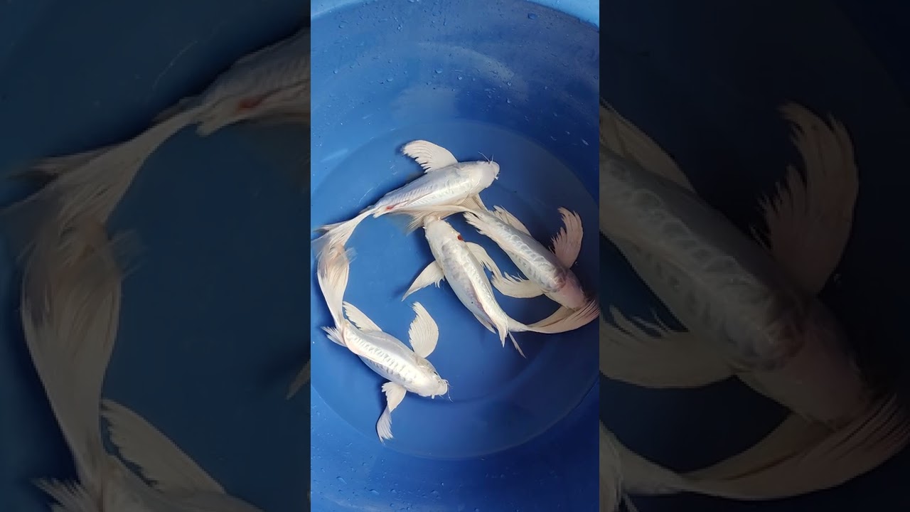 Milk White koi's - veiltail - Transportation available all over india... Contact 9080383837