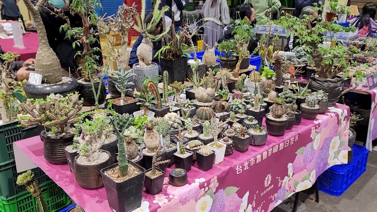 台北建國花市-台灣仙人掌&多肉植物 春季展售會2022.03.05, Taiwan Cactus &Succulent Society 2022.03.05