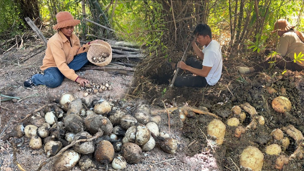 ថ្ងៃនេះ ជីកចំកន្លែងធំៗល្អ ជីកតាមដំបូកគុម្ពឬស្សី