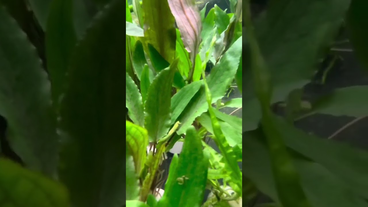 Crypts Crypts Crypts! Aquarium Plants For Sale!