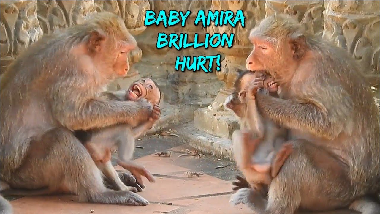 Brillion hurt, Amira monkey cry very extreamely for a long time, Why mom Amara bite baby Amira? #125